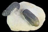 Two Beautiful Reedops Trilobites - Atchana, Morocco #125467-1